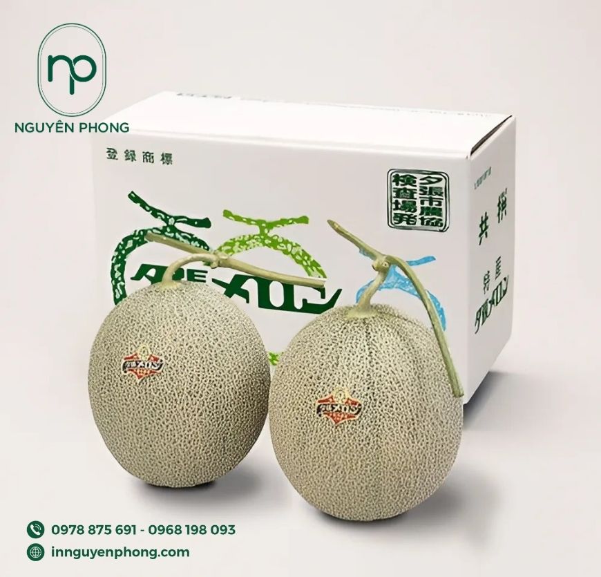 mau-hop-giay-dung-dua-luoi-toi-gian